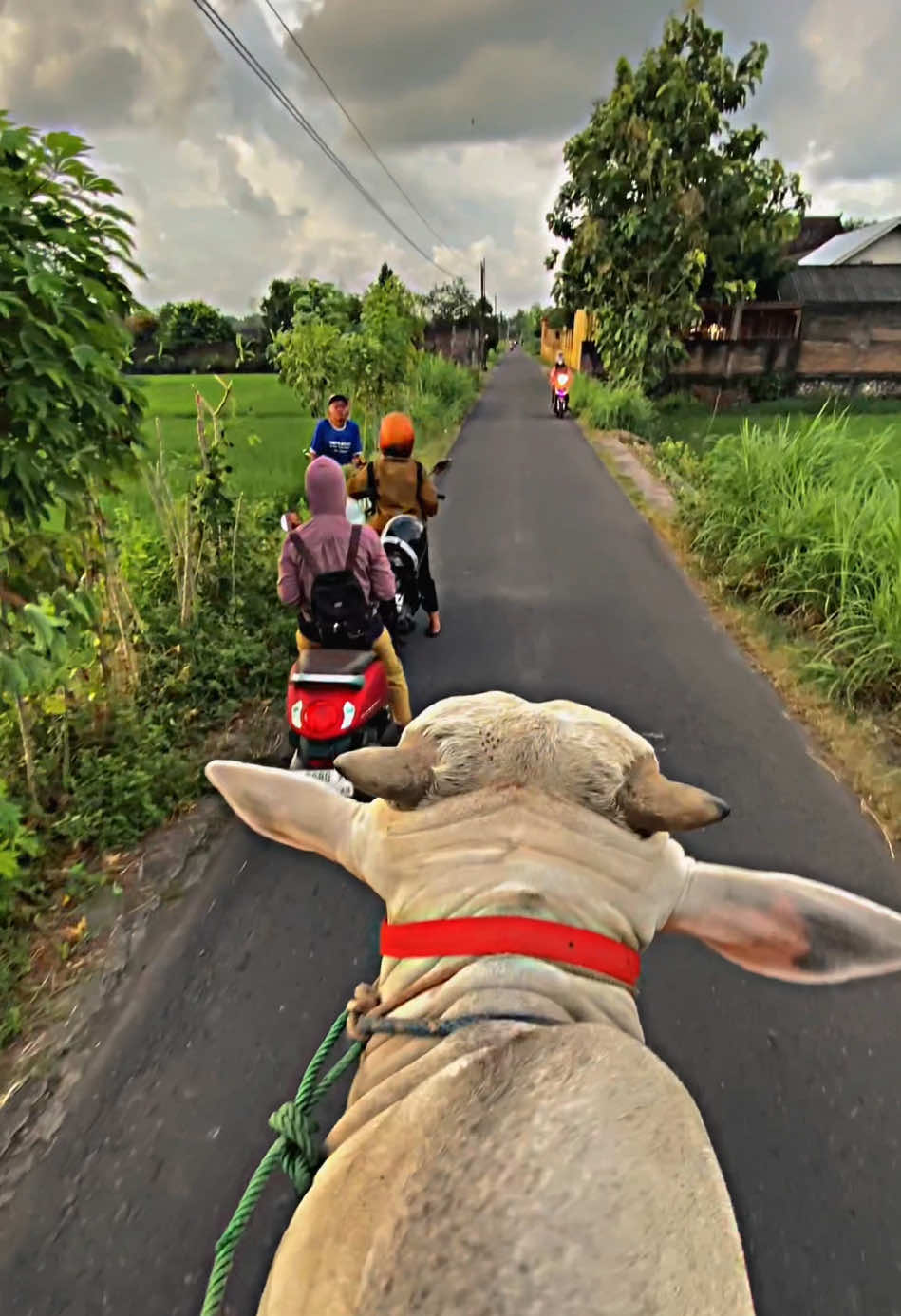 Seg due Bojo galak di Jolke sapi wae 