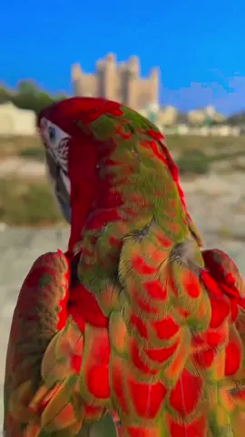 beauty of macaw #parrots020 #macaw #parrot 