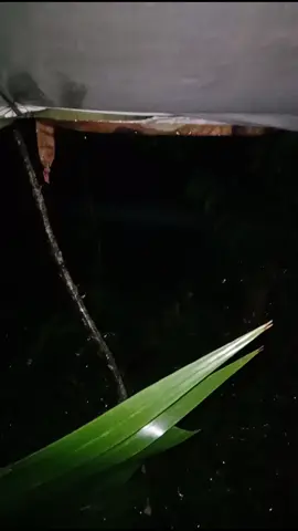 #ทหารพราน #ชายแดน #ชีวิตทำงานกลางคืน #บรรยากาศในป่า #เปียกฝน #ฝนตกหนัก #เทรนด์วันนี้ 