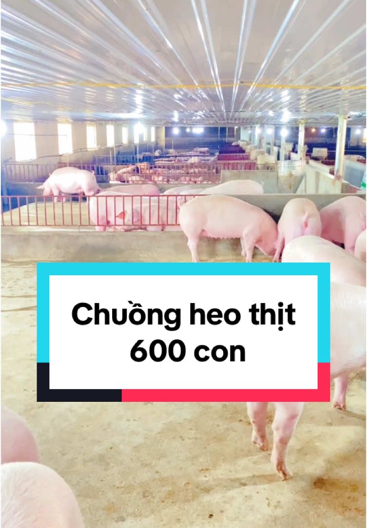 Cũng công nhận là chuồng heo thịt sạch thật các bác ạ😁#heo #lợn #pigfarm #channuoiheo #xuhuongtiktok2025❤️🌈✔️ 