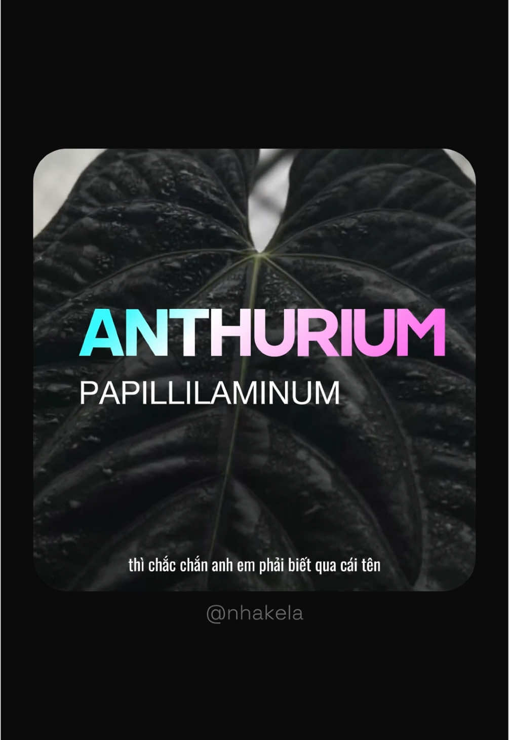 P1. Anthurium Papillilaminum story🥰 #anthuriumpapi #plantcollector #kiengla #nguoichoihela #nhakela