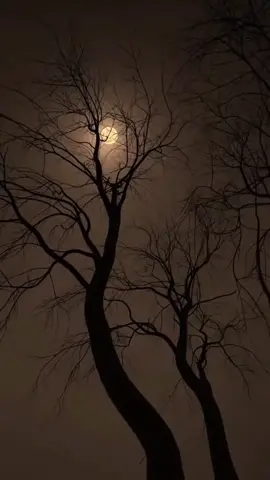 No supe más de ti - Sergio Denis #nosupemasdeti #nuncasupemasdeti  #sergiodenis #musica #romantica #delrecuerdo #paradedicar #pararecordar #scenery #nature #paisajes_hermosos #paisajesnaturales #pyf #viral_videos #fouryou #fyp 