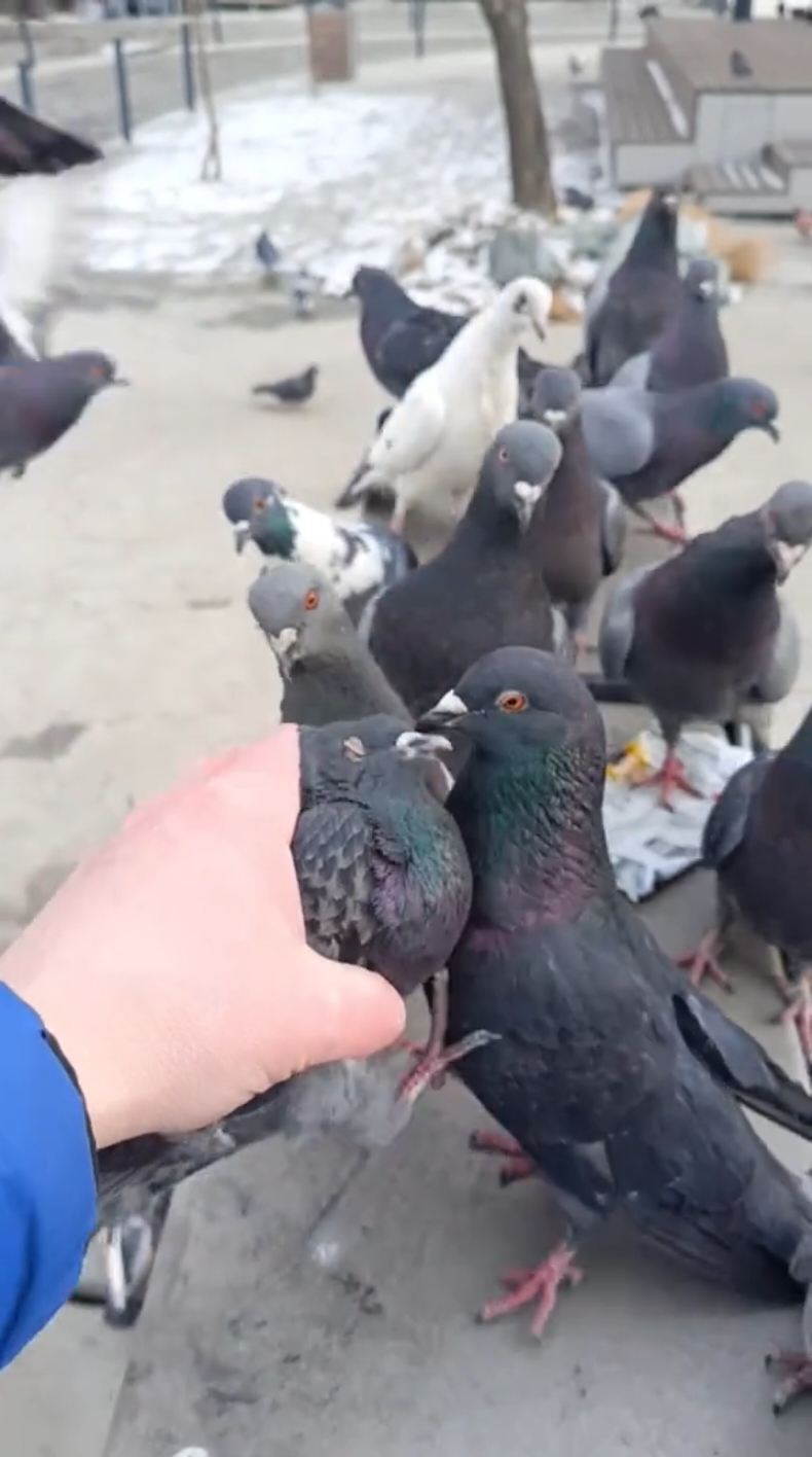 #angrykfc #pigeon #kfc #fyp #angrybirds #100k #funnyvideo #food #muckbang #vladivostok #кфс #злойголубь #босскфс #еда #голубь #докс #опездол #владивосток