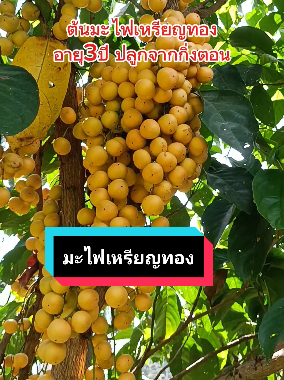 มาปลูกมะไฟพันธุ์เหรียญทองกันเถอะ ลูกดกมากปลูกเป็นร่มเงาก็ดีงาม#มะไฟ #มะไฟเหรียญทอง #มะไฟกา #มะไฟป่า #มะไฟหวาน #มะไฟจีน #มะไฟทองสยาม #มะไฟแดง #มะไฟ🤯🥰 #ปลูกมะไฟ #ผลไม้ #ผลไม้ไทย #สวนผสมผสาน #เกษตร #เกษตรอินทรีย์ #เกษตรผสมผสาน #ต้นไม้ฟอกอากาศ #ต้นไม้ให้ร่มเงา #ผลไม้ปลอดสารพิษ #ผู้หญิงทําสวน #สวนหลังบ้าน #ปลูกทุกอย่างที่กินกินทุกอย่างที่ปลูก #ต้นพันธุ์มะไฟเหรียญทอง #ต้นมะไฟเหรียญทอง 