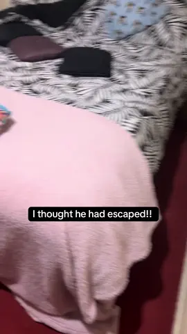 He’s so extra 😂#gary #garythebulldog2 #garythebulldog #holiday #bulldog #englishbulldog #garythebulldog #britishbulldog #bulldogsoftiktok #escape 