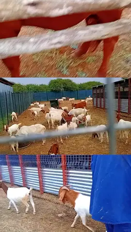 #boer #cattle #sickanimal #growth #mfuyo #livestock #farming #imfuyo #koprasi #leruo #goat #boerbok 