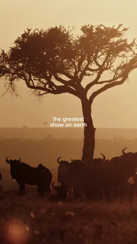 Witness the greatest show on earth in Kenya.  #thegreatmigration #kenya #africa #luxurysafari 