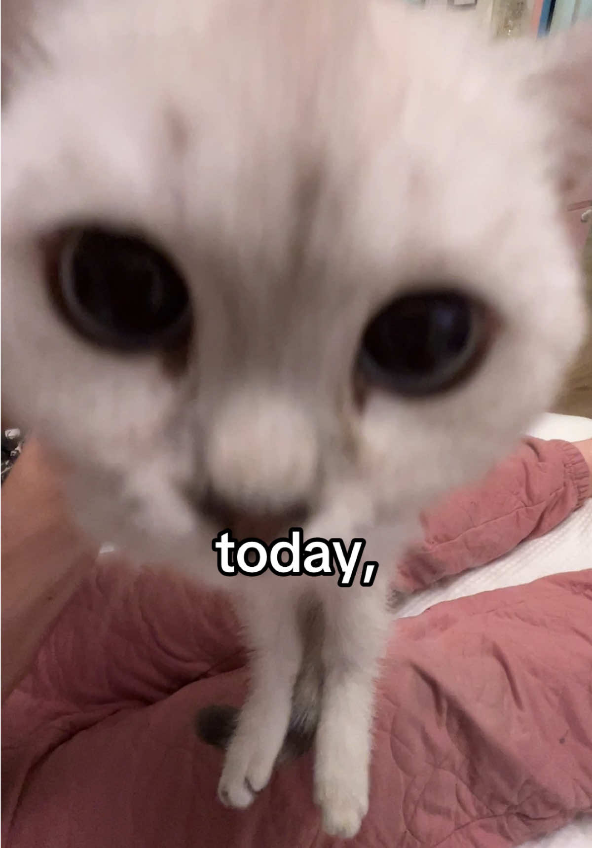 she’s making biscuits still #fyppppppppppppppppppppppp #kitten #catsoftiktok #doobscoobgoob #fypシ゚viral 