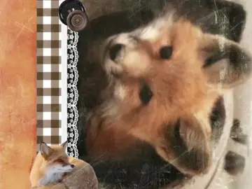 #fox #moodboard #edit #fyp #foryoupage @just jade ? 