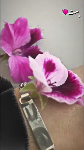 ست البنات انـℳέـا🩷🦋#اكسبلور #لايك #كاتبة_انستا #تصميمي🎬 #الخليل #bmw #تصميم_اموفي #الشعب_الصيني_ماله_حل😂😂 #CapCut #تصميم_فيديوهات🎶🎤🎬 #S 