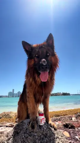 #ad Yes, it’s true, Apollo needs to stay more active than ever, thank you, @antinolplus for supporting Apollo’s joint health, his little brother is arriving soon! It’s going to be a lot of fun. Can you guess his breed? Drop your guesses in the comments!  #AntinolPlusPawtner @antinolplus #antinolplus 