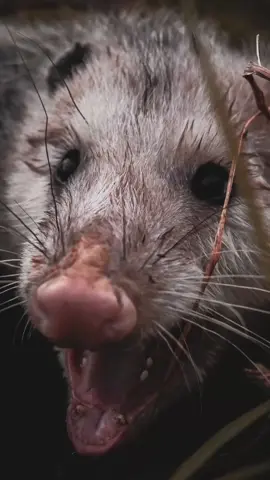 Comment your favorite fun fact about Liquid Death below! #liquiddeath #possum 