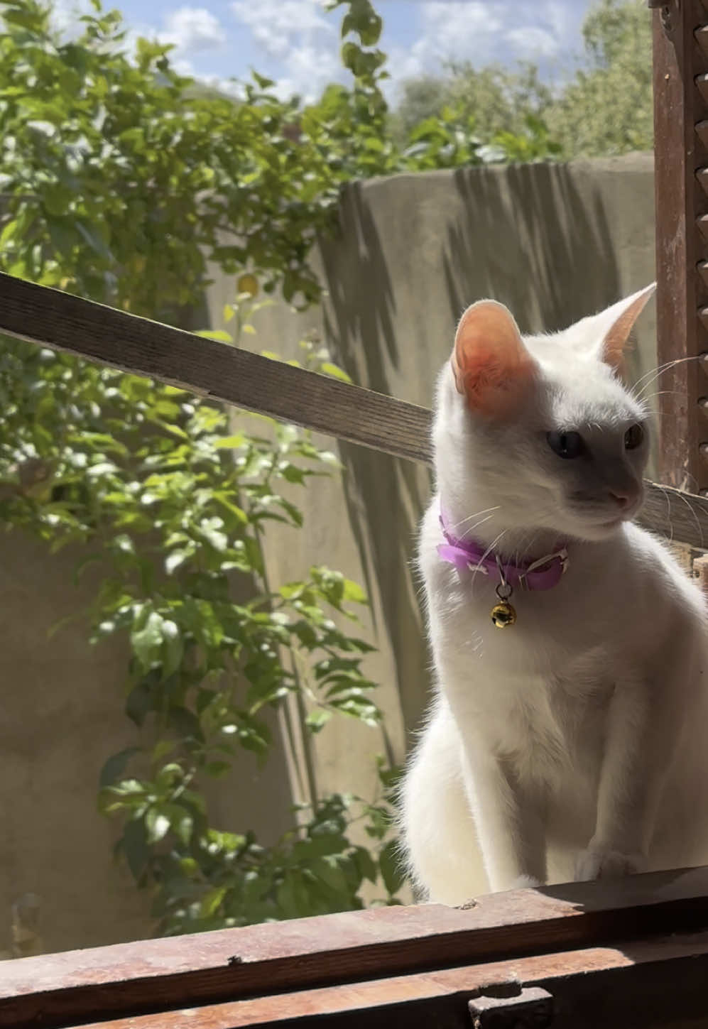 Republier 🔄 #fyp #pourtoii #catslovers #catsoftiktok #foryou #explore #1m 