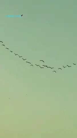 ##vilagelife #gawilan_surchi🦅 