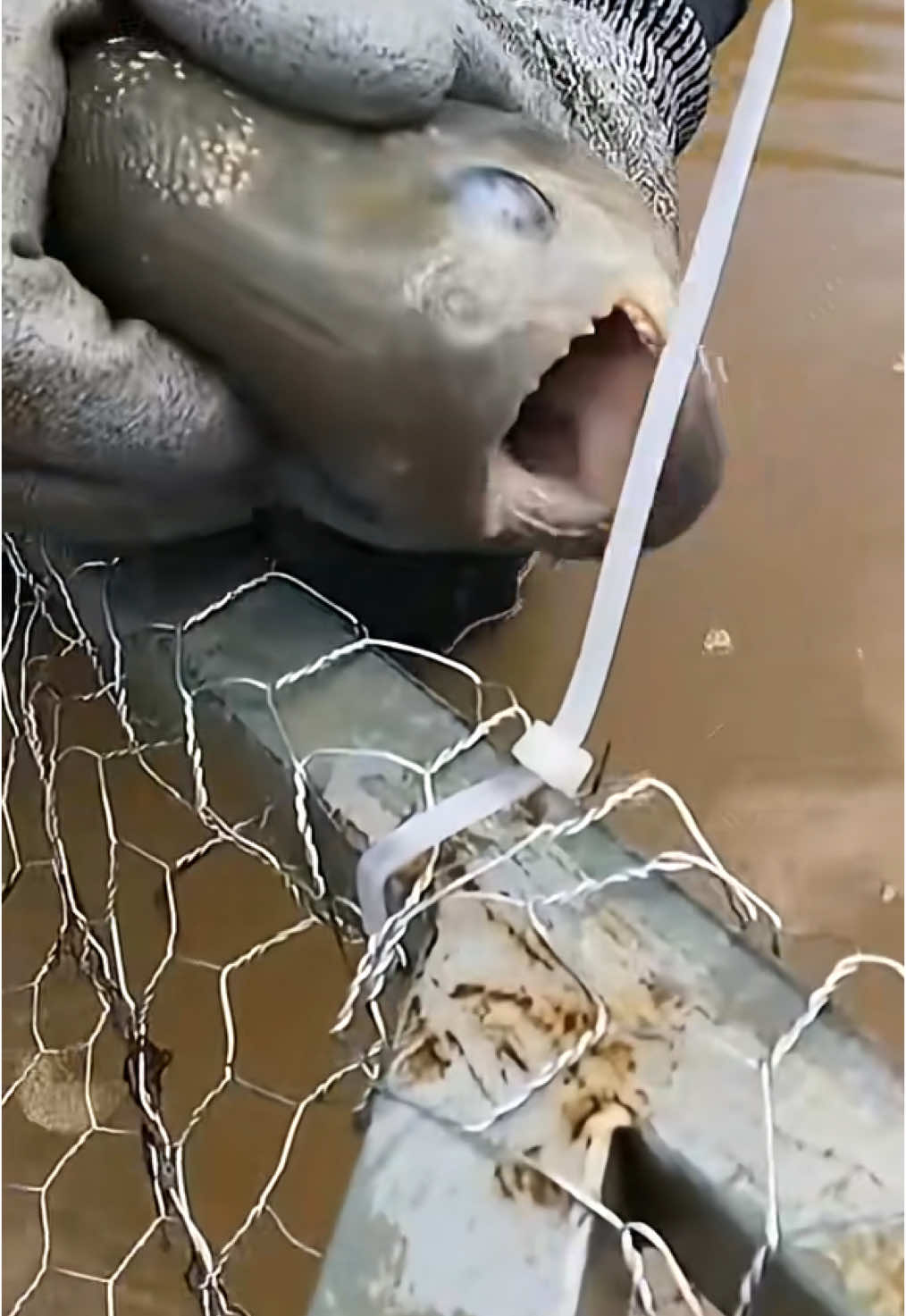 Não precisa nem de alicate!!! #viral_video #foryoupage #fishing #pesca #fish #piranhas 