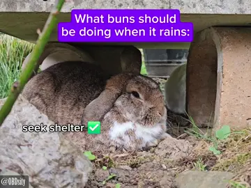 What bun's SHOULD be doing during the rain - I didn't just build all these BUNkers for shits and giggles after all 😂 #bunny #rabbit #cute #pet #kaninchen #usagi #bunnylove #kaninchenliebe #lapin #conejo #bunnylover #petoftheday 