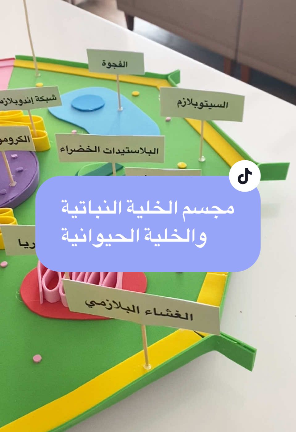 مجسم الخلية النباتية والخلية الحيوانية متوفر في الموقع #الخلية_النباتية_و_الخلية_الحيوانية #الخلية_الحيوانية #الخلية_النباتية #الخليه_النباتية_والحيوانيه #علوم #احياء #الاحياء #علومxدقيقة #الخلية #مجسمات_تعليمية #مجسم #مجسم_تعليمي #مجسمات_تعليمية #مجسم #مجسم_تعليمي #نشاط #نشاط_تعليمي #نشاطات_للاطفال #نشاط_تيك_توك #نشاط_تعليمي_للأطفال #💸 #الرياض #الرياض_جده_مكه_الدمام_المدينه #جده #ابها #الطائف #عسير #جازان #نجران #ينبع #ينبع_جده_مكه_جده_ينبع #ينبع_البحر #ينبع_البحر_المدينة_المنورة #جده_غير #تبوك #الشرقية #الخبر #الدمام_الخبر_الشرقيه_الاحساء_الهفوف #الدمام #عسير #مالي_خلق_احط_هاشتاقات #الشعب_الصيني_ماله_حل😂😂 