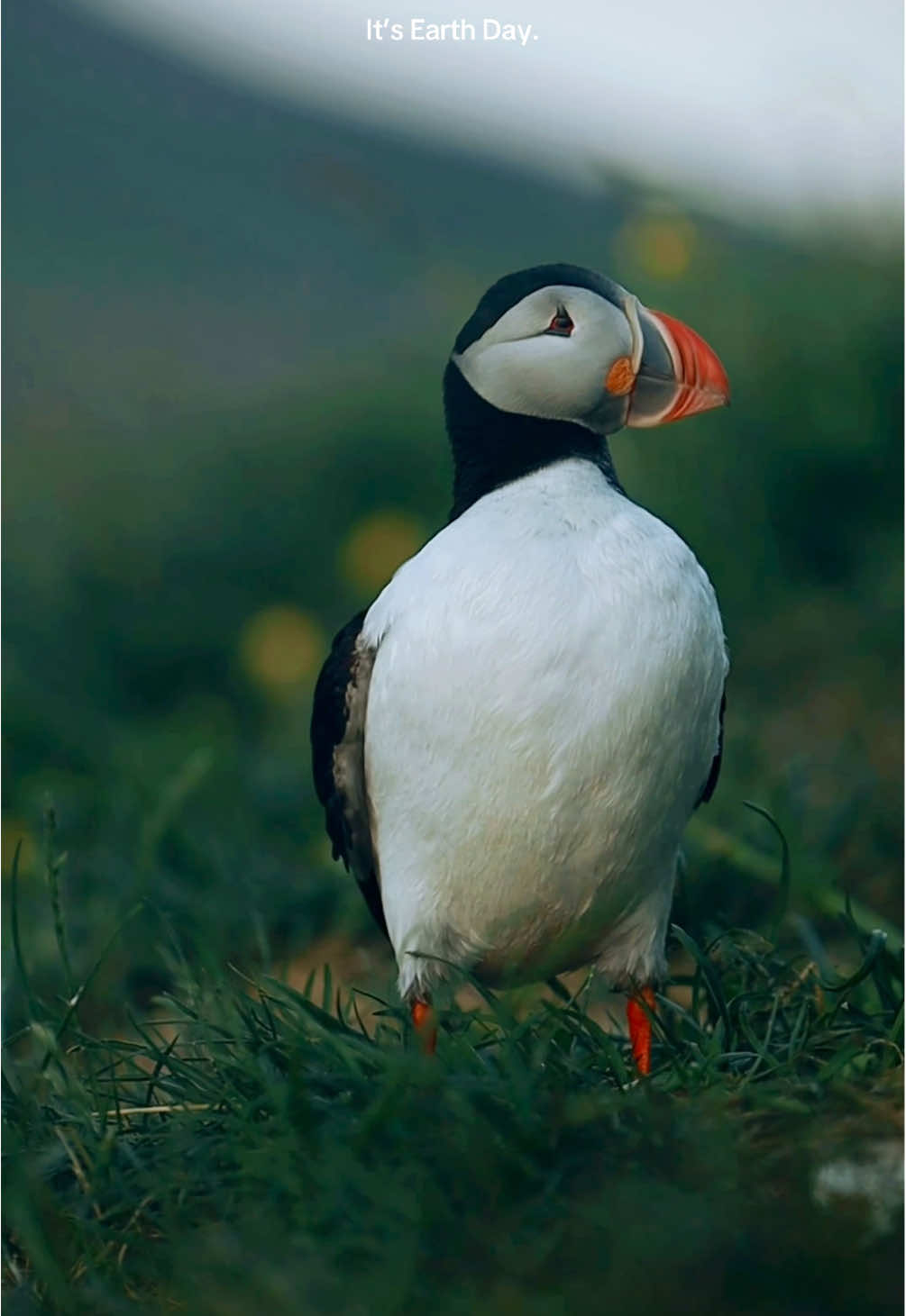 So happy to get to explore it 🫶🏻🌎 Fun Facts About Our Planet: 1. Earth is the only planet known to support life. 🌱 2. Puffins mate for life and kiss by rubbing beaks. it’s called “billing.” True love, bird edition.  3. One day is actually 23.93 hours - science just rounds up. 4. A group of puffins on land is adorably called a “circus.”  5. 70% of Earth is covered in water but we’ve explored only 5% of the oceans. 6. The tallest point from Earth’s center isn’t Everest, it’s a volcano in Ecuador! 7. It’s not perfectly round and zooms around the Sun at 67,000 mph! #earthday #earthday2025 