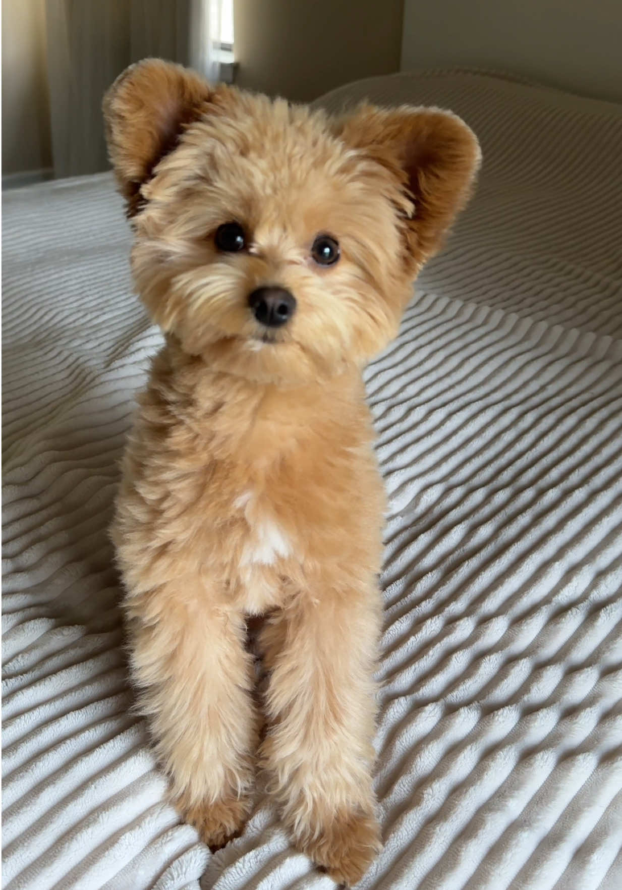 #pomapoobarney #pomapoo #pomapoopuppies 