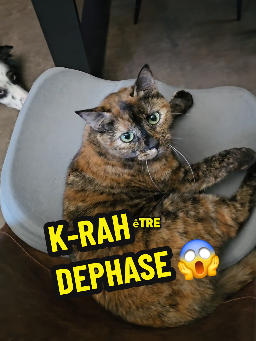 K-RAH DEPHASE 😱 #clochetteandcie #doublageanimaux #chatdrole #chatquiparle 