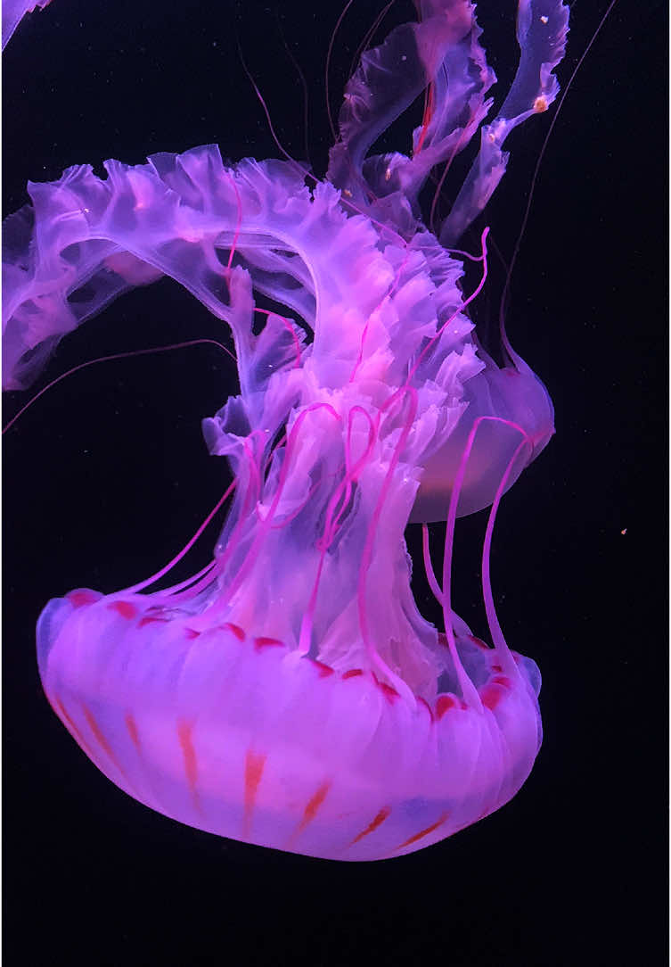 The art of jelly fish , they are good danceurs ( Chrysaora colorata ) #ocean #peaceful #jellyfishlamp #viral_video #marinebiology #marinelife #aquarium #paris #fyp #pourtoii #meduse #medusa 