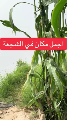 #سراة_خولان #محافظة_الداير #ايوب_طارش #الشجعة_ال_صهيف 
