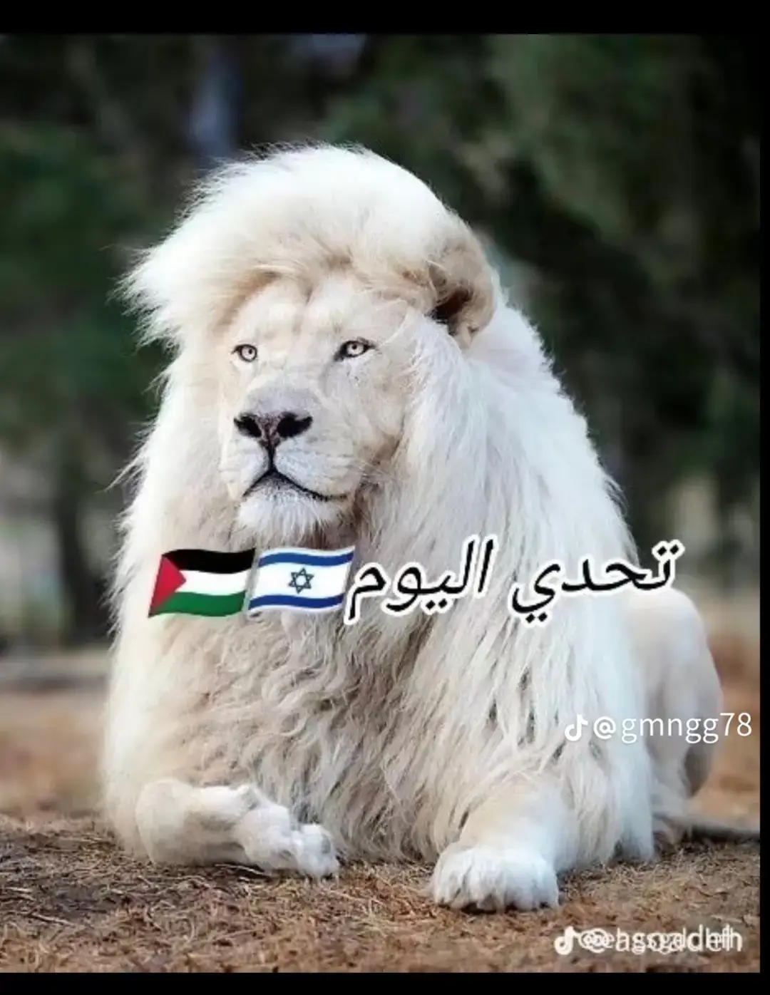 #i #israel #فلسطين #foryou #fo #hok #egypt #مصر 