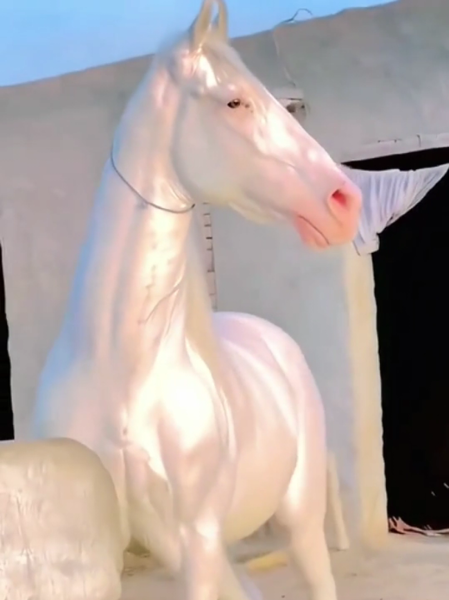 #animaisnotiktok #cavalos #agro 