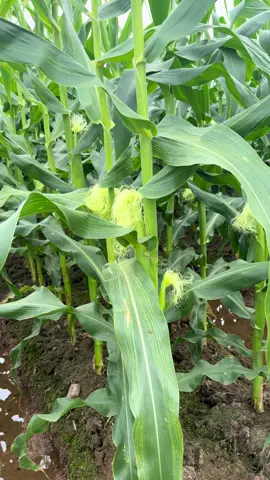 Siêu ngọt Nova VIP #farming 