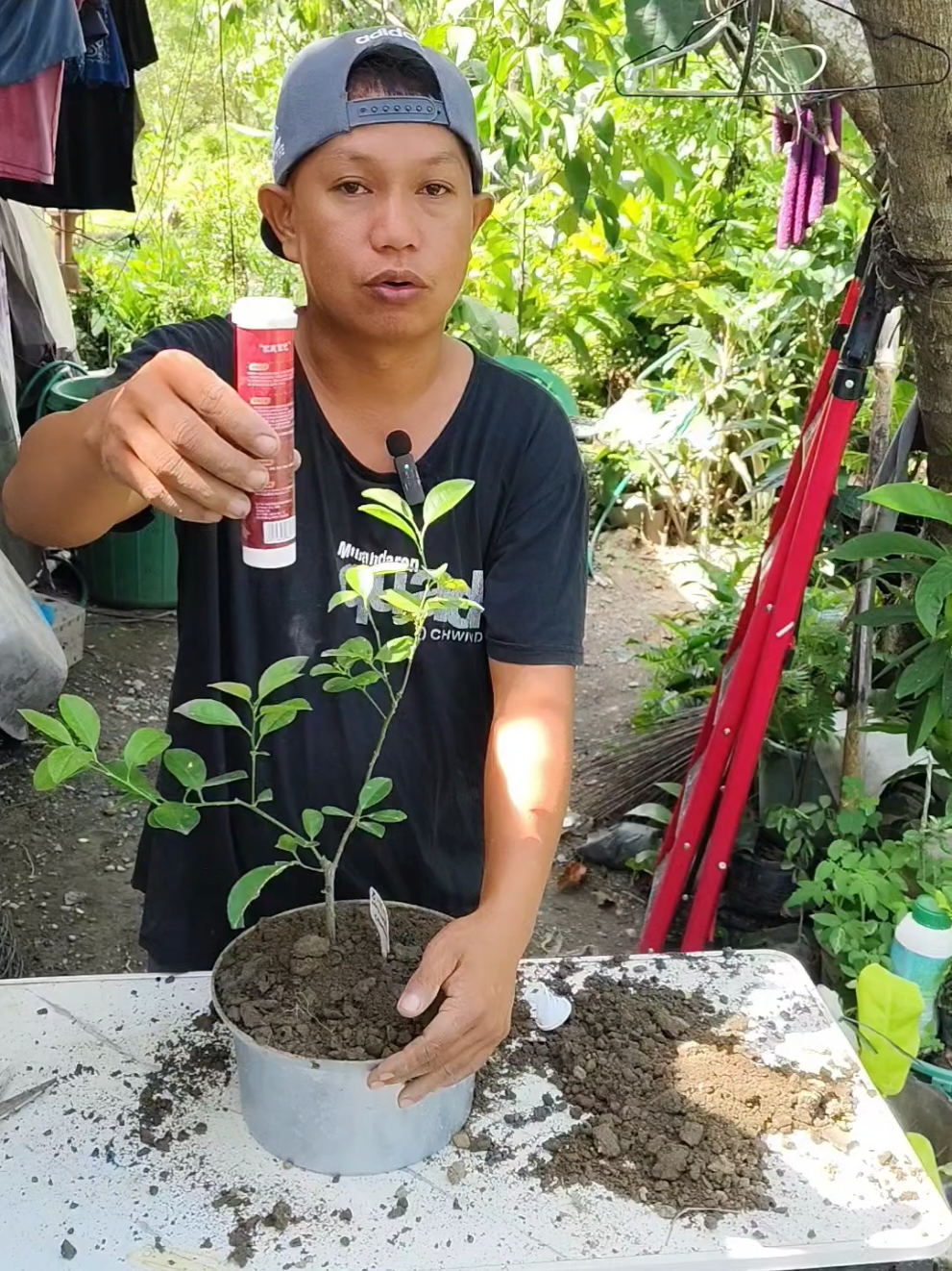 NAGHAHANAP KABA NG MAGANDANG ABONO PARA SA IYONG MGA HALAMAN O PANANIM ITO ANG MAIRERECOMMEND KO SAYO ANG GLOWTH TABLET VITAMINS FOR PLANTS , MAY ABONO NA ANG PANANIM MO SA LOOB NG 100 DAYS #Glowthvitaminsforplants #growthvitaminsforplants #plantgrowthvitamins #tabletvitaminsforplants #rootinghormonevitaminsforplants #rootinghormoneforplants #fertilizertablets #fertilizertabletforplants #abonoparasatanim 