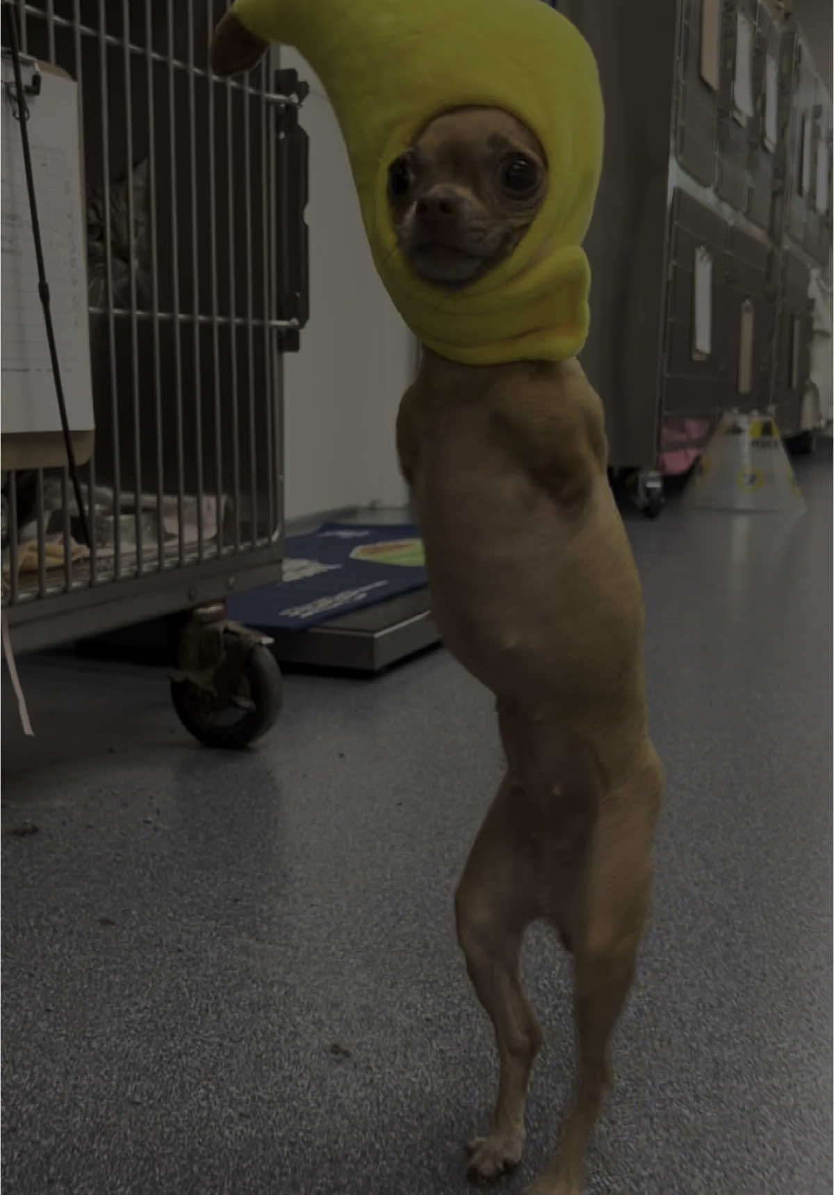 🐥🍌#chihuahua #dogsoftiktok @Mallory_Bennington Thankyou for sharing little Roo Roo with us ❤️ @abbi🖤 Thankyou for bringing her🥰