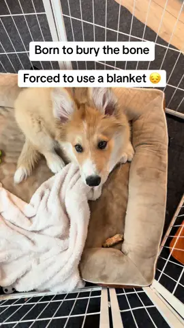 🥲 #apollothecorgimute #dogsoftiktok 