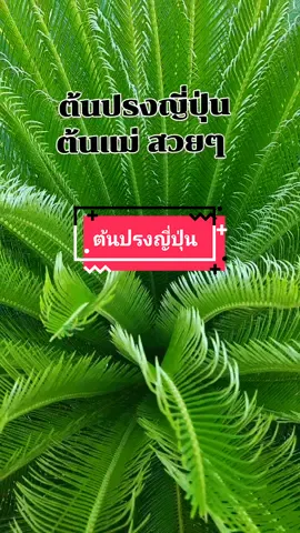 วันนี้มาดูสสวนหน้าบ้าน ต้นปรงใหญ่มาก ทรงสวย พร้อมมีลูกให้ขยายพันธุ์ได้แล้ว  ... #สวนหน้าบ้าน #เกษตรathome 