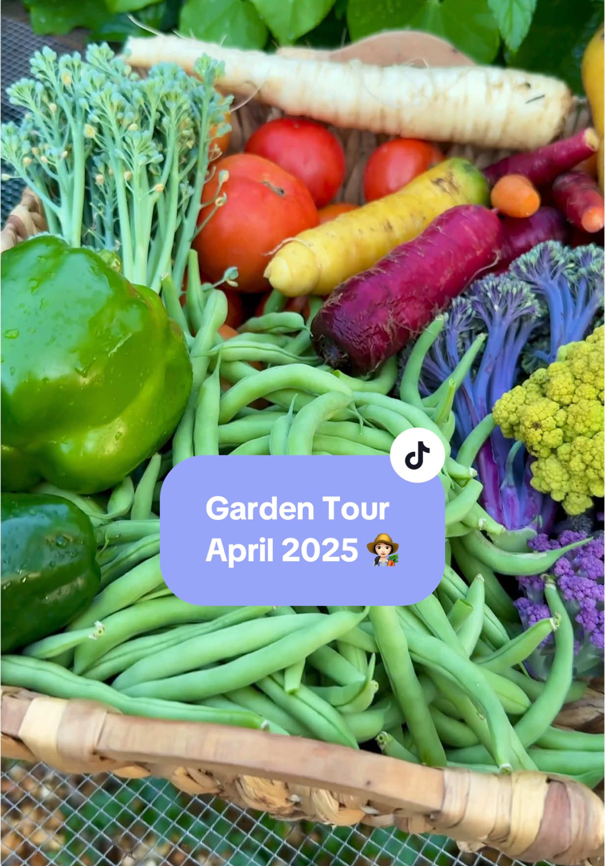 Florida Garden Tour and Harvest for April 2025 #growyourownfood #zone9garden #floridagardens #gardening #gardentok #homestead #garden 