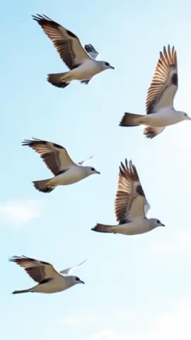 Burung Camar terbang ke Laut #ai #fyp #animals #fypviralシ #burung #burungcamar 