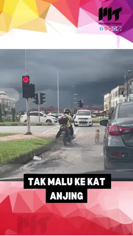 Anjing Pun Tunggu Trafik Light Hijau Gaiz.. Malu Lah Kita Kalau Kalah Dengan Anjing 🤣🤣 #anjingtunggutrafiklight #anjingpintar #trafiklightunimas