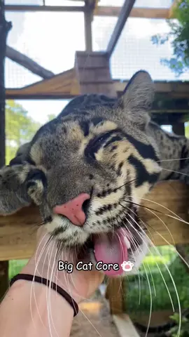 Big Cat Core😼#cat #bigcat #leopard #panther #jaguar #animals #funny #cute #pet #fyp 