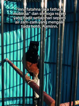 #muraibatuindonesia #muraibatumania #muraibatublorok #muraibatugacor #muraibatuekorpanjang #muraibatu #lombaburungberkicau #lombaburung 
