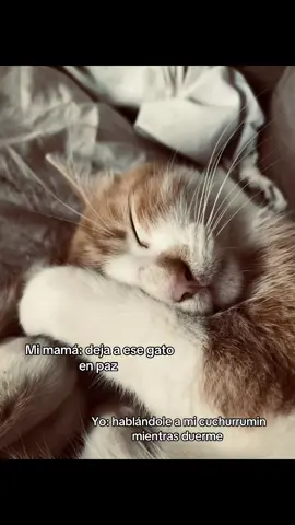 #paratiiiiiiiiiiiiiiiiiiiiiiiiiiiiiii #gatitos 