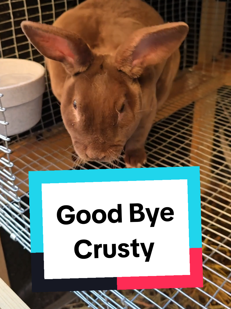 One more down. Many more to go. Good Bye Crusty. #AnimalHusbandry #Homesteading #babyrabbits #FarmLife #selfreliance #meatrabbits 