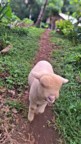 Habis makan terus jalan-jalan 🐾 #nuna🐑 #dombamerino #dombalucu #dombamerinobatur #dombagemoy #pesonadombaindonesia #fyp #foryou #peternakmuda #lewatberanda 