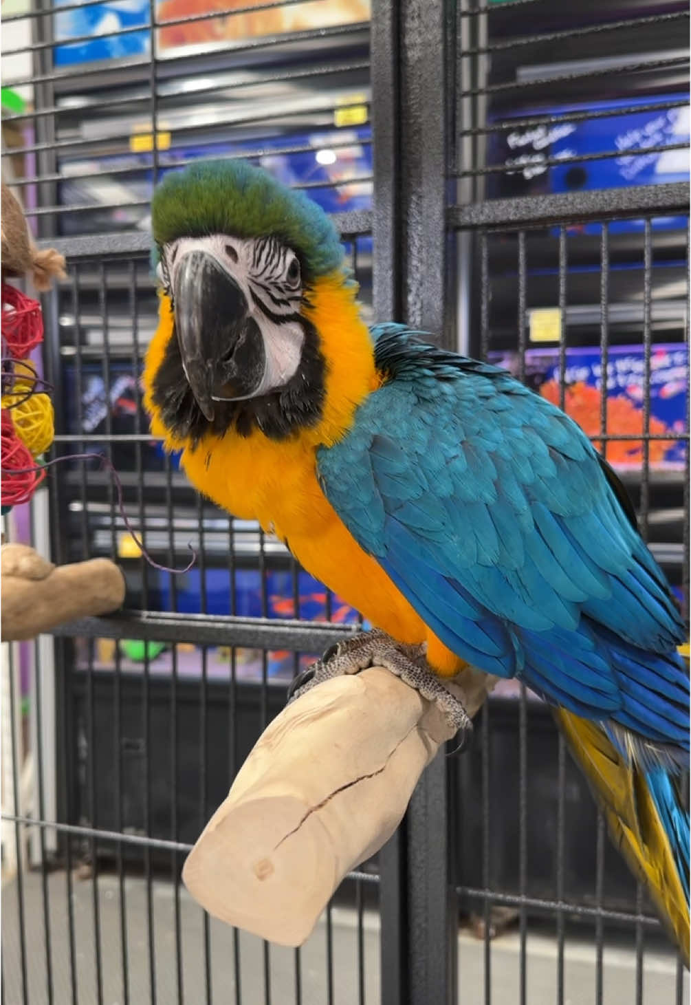 💙 💛 Mango is waiting for you! #foryou #trending #trend #petandaquariumworld #tiktok #virall #cute #funny #aus #viraltiktok #birds #macaw #parrotsoftiktok 