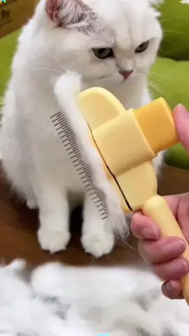 Jika anda suka, sila pergi ke tingkap saya untuk membeli.#catthings #kucingcomel #bekalanhaiwanpeliharaan 