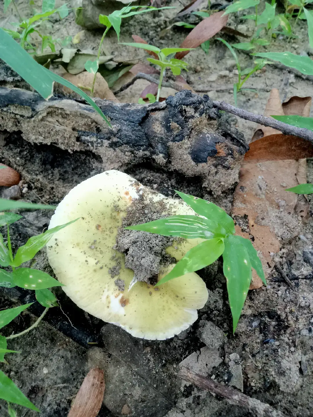 🍄เห็ดไคแรกของปีครับ🍄 23/4/68  #เห็ดไคบ้านบึงชลบุรี  #บ่าวเหนือ  #บ่าวแพร่ 