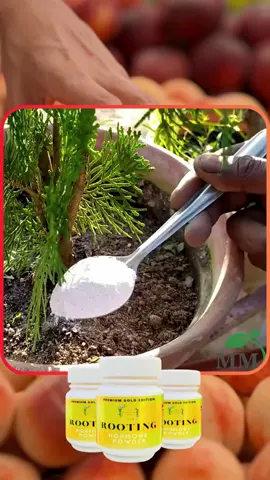 Rooting hormone powder With good roots, the tree grows strongly. Used for all types of vegetables #rootinghormone #rootingplants #agriculture#farmlife #vegestable #tree #freeshipping #trendingsongs #tiktokph