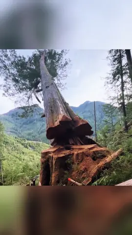 Cutting down tree #tree #giant #gianttrees #oddlysatisfying #fyp 