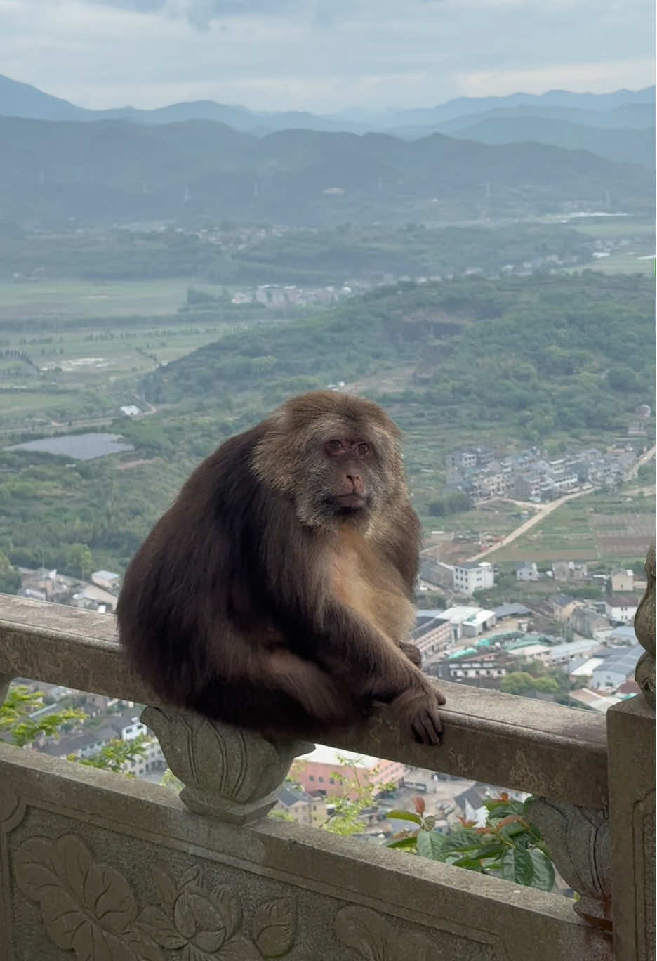 Xingxing lives in a good place #monkey #monkey #xingxing #cute #lovely 