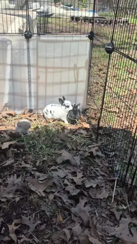 these mini rex kits are so stinking cute!!  #rubbleonthedouble #minirexes #velveteenlop #lucyslopsrabbitry 
