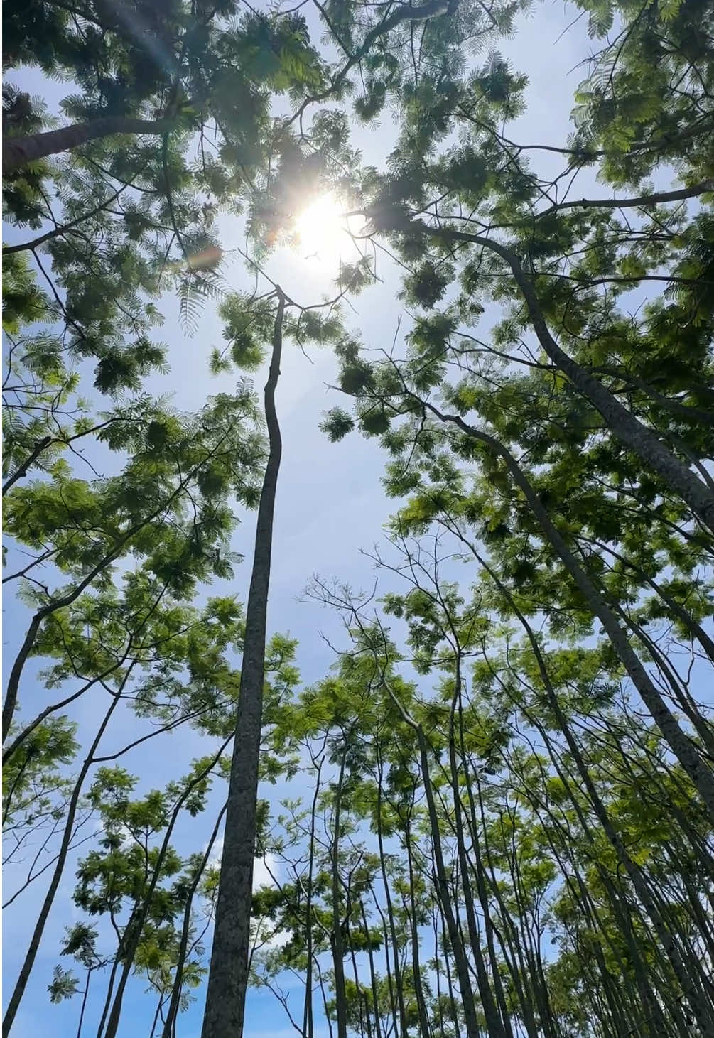 If you’re a lover of trees, take the Talakag-Lantapan route and make a stop at El Paso.🍃 📍El Paso, Lantapan #dendrophile #bukidnon #philippines #roadtrip #Summer #lantapan #fyp
