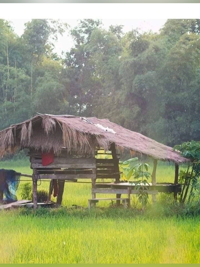 #ธรรมชาติบ้านเฮา #ทุ่งนา 